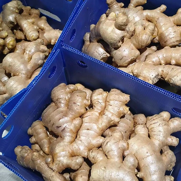 Fresh Ginger Market Embraces Quality Upgrade