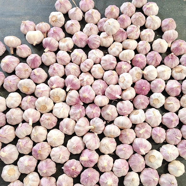 Huaang Food Processing Announces Expansion of Fresh Garlic Supply Chain