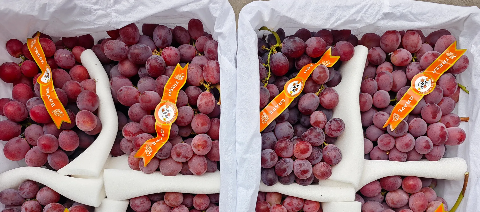 China Premium Fresh Grapes Supplier