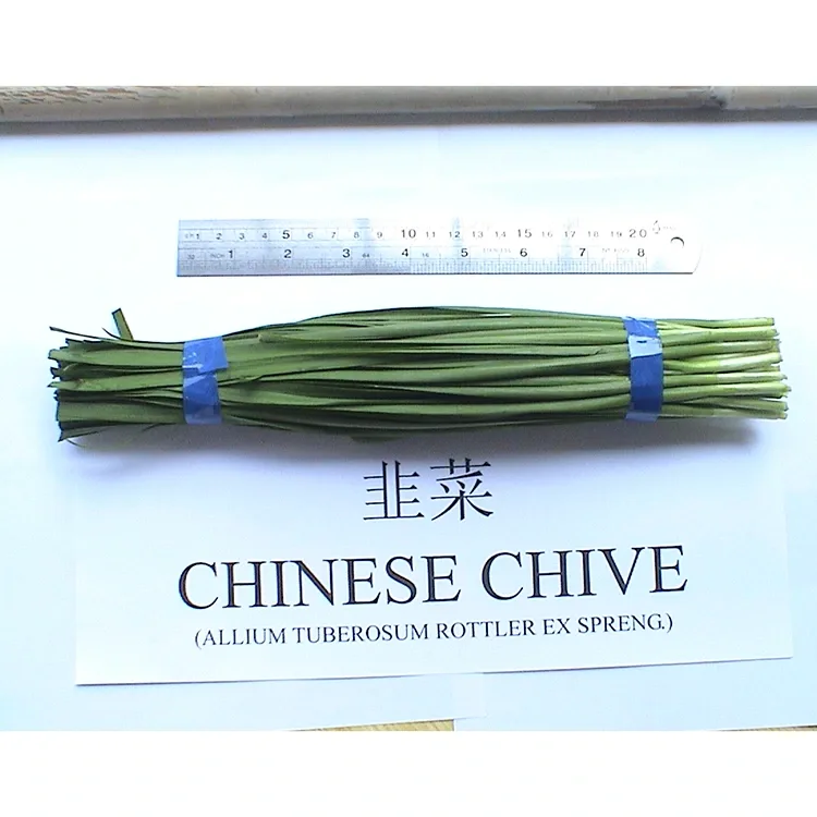 Why Are Farm Fresh Chinese Chives Widely Used in Asian Cuisine?