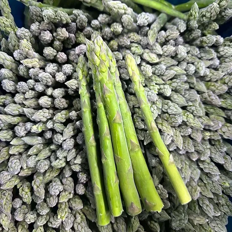 Selected Frozen Green Asparagus for Consistent Foodservice and Ingredient Supply