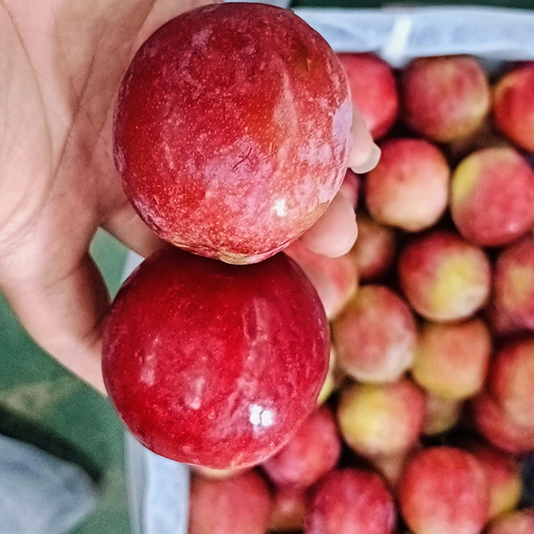 Fresh Sweet Red Meiyi Plum