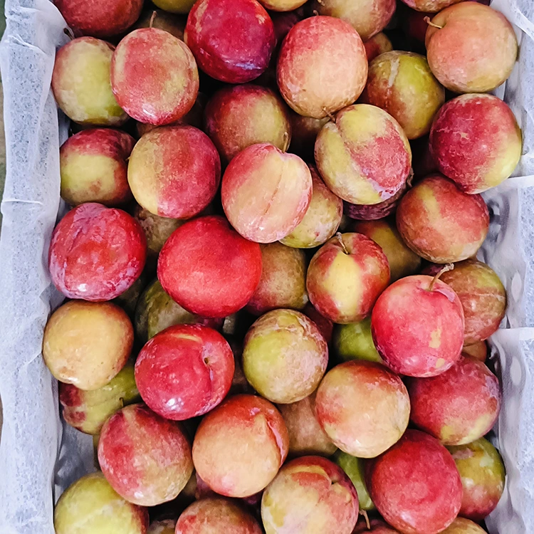 Fresh Sweet Red Meiyi Plum